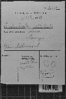 Hyphodontia pallidula image