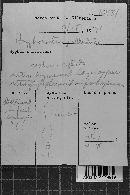 Hyphodontia pallidula image