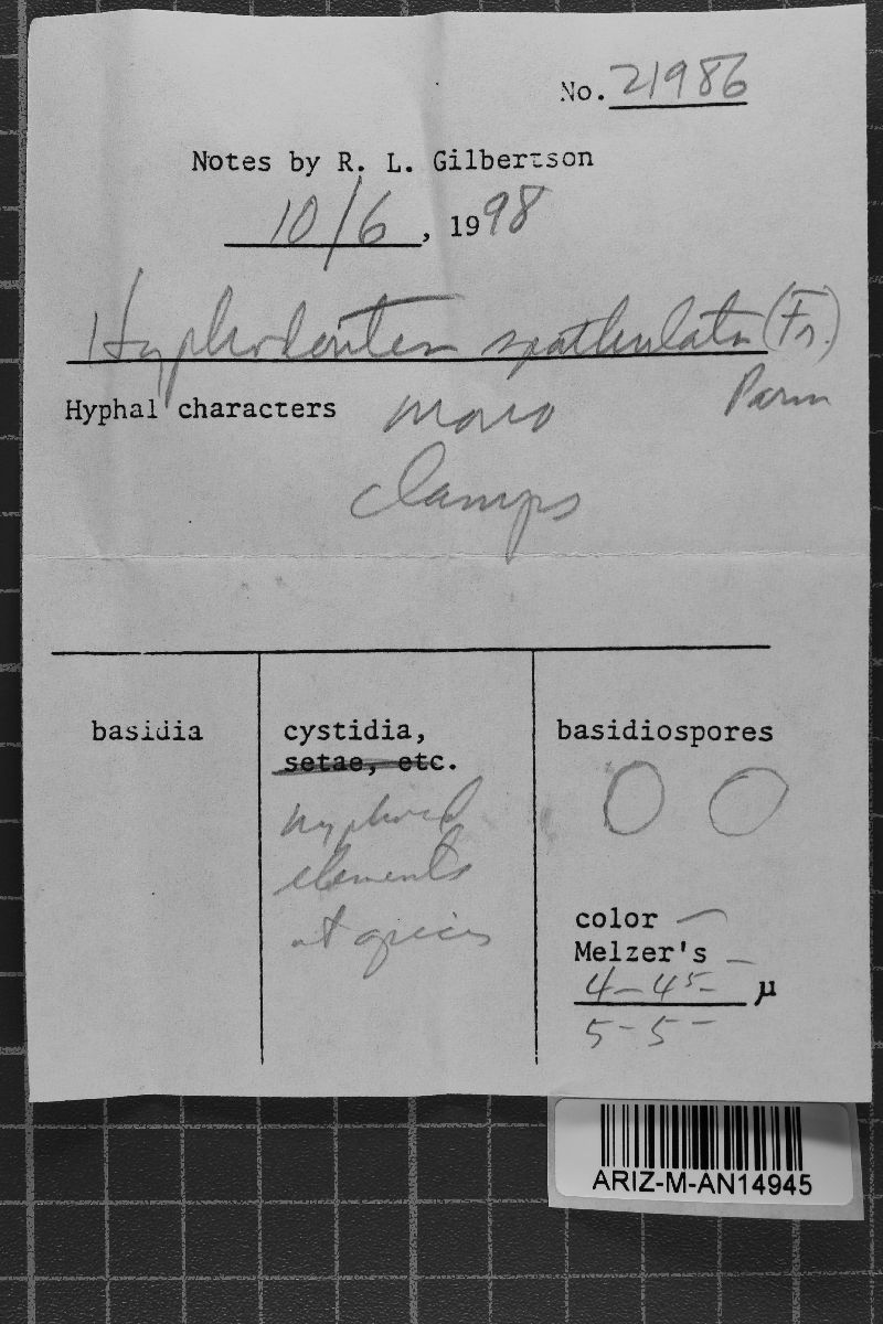 Hyphodontia spathulata image