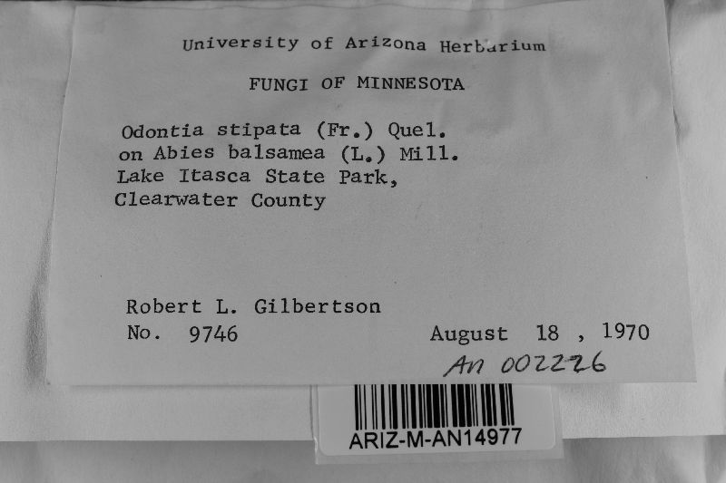 Hyphodontia stipata image