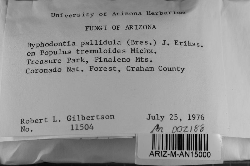 Hyphodontia pallidula image