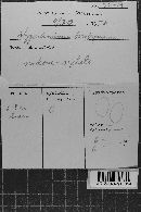 Hypochnicium bombycinum image