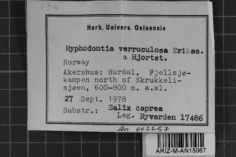 Hyphodontia rimosissima image