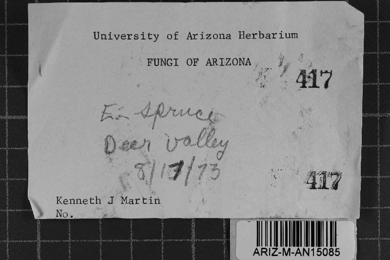 Hyphodontia subalutacea image