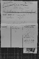 Hypochnicium lundellii image