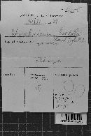 Hypochnicium lundellii image