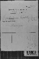 Hypochnicium lundellii image