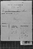 Hypochnicium lundellii image