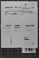 Hypochnicium lundellii image