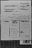 Hypochnicium lundellii image