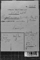 Hypochnicium lundellii image