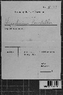 Hypochnicium lundellii image