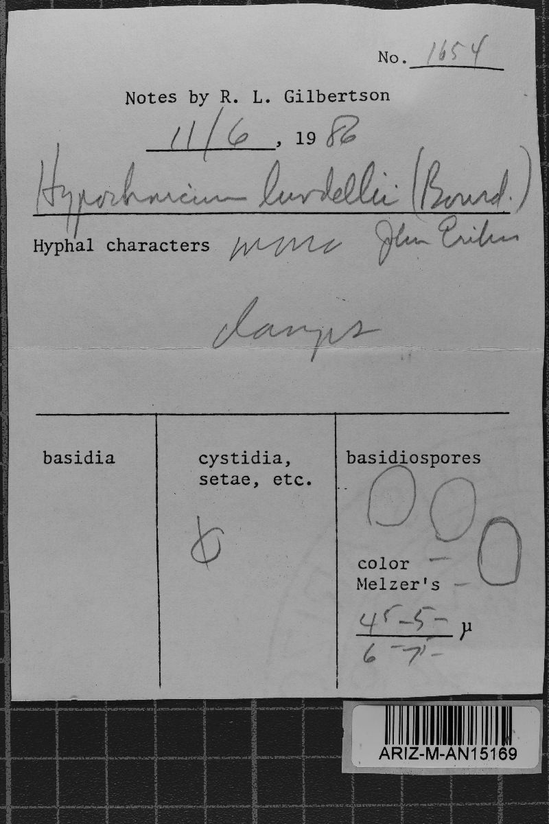 Hypochnicium lundellii image