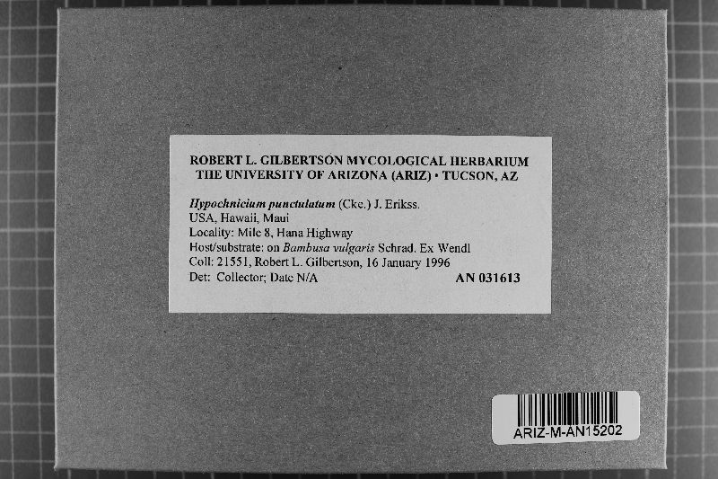 Hypochnicium punctulatum image