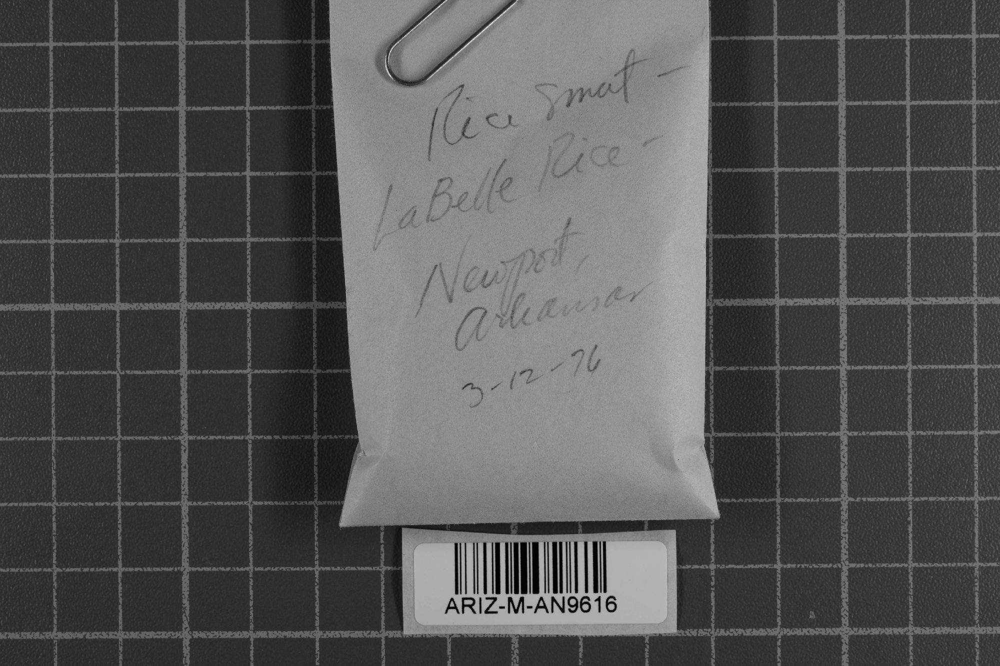 Tilletia barclayana thumbnail
