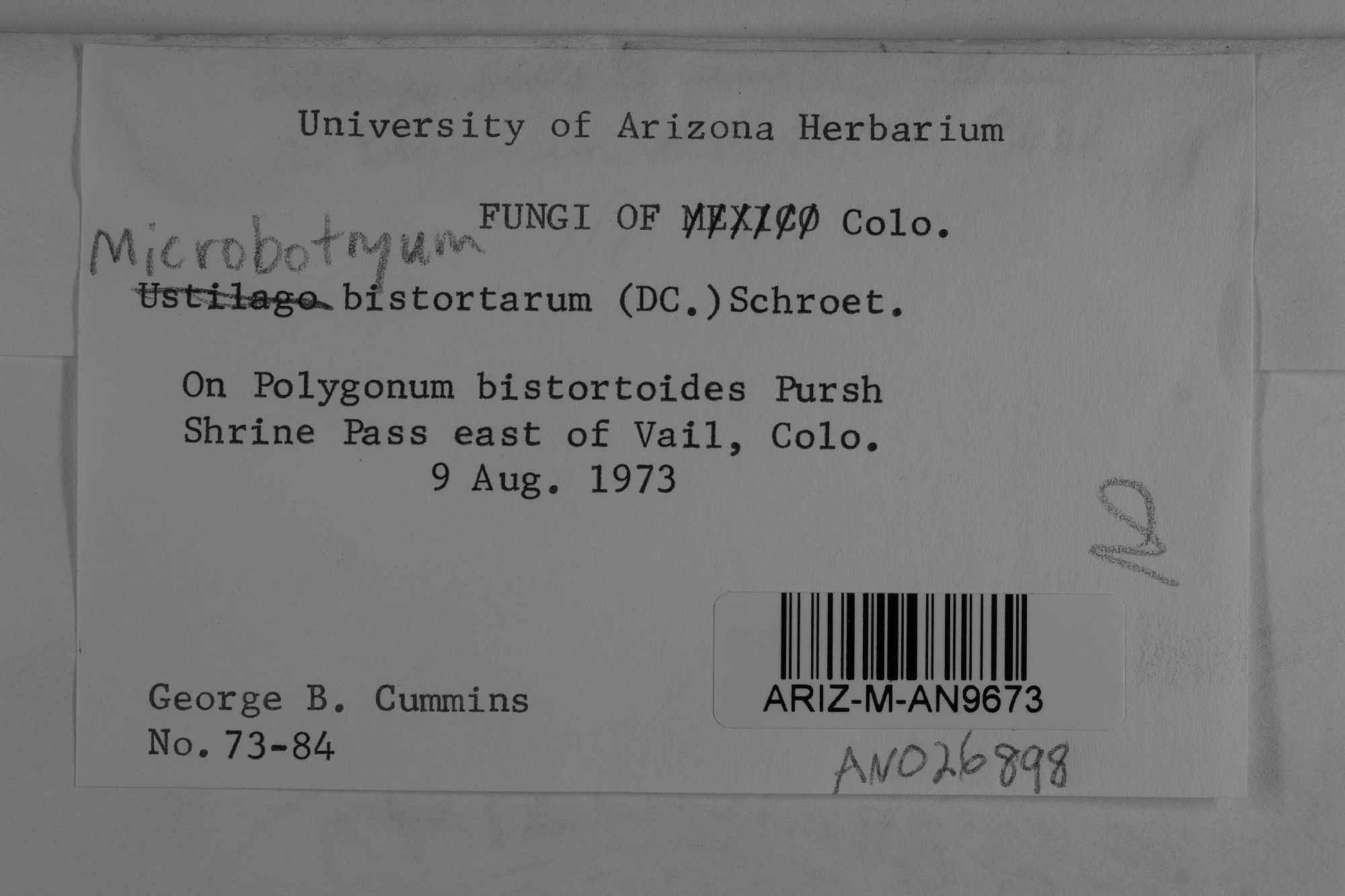 Microbotryum bistortarum