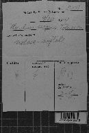 Ceraceomyces serpens image