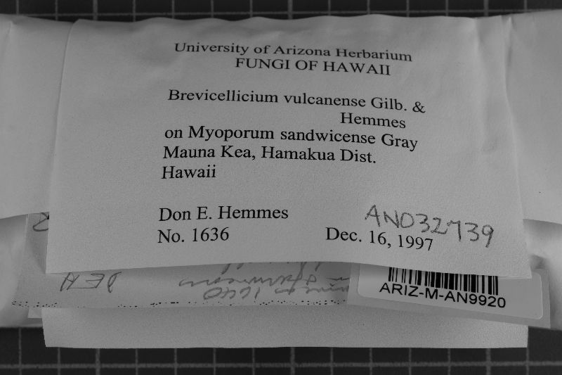 Brevicellicium vulcanense image