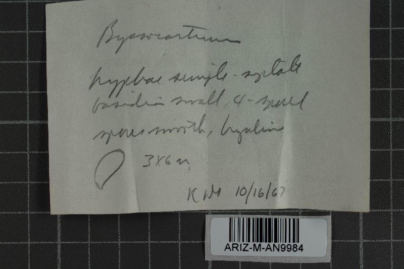 Byssocorticium neomexicanum image