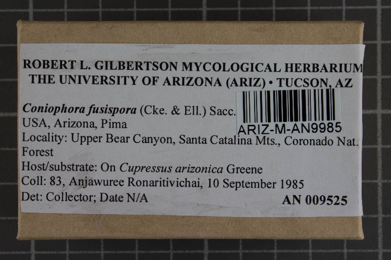 Coniophora fusispora image