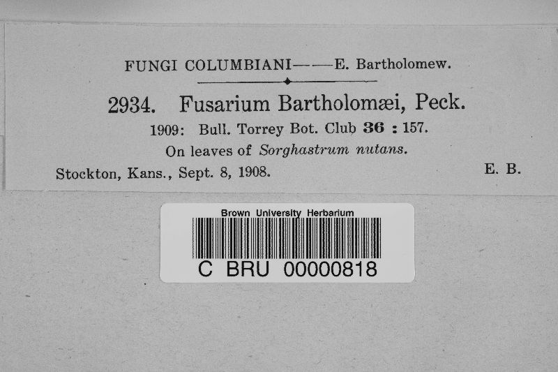 Fusarium bartholomaei image
