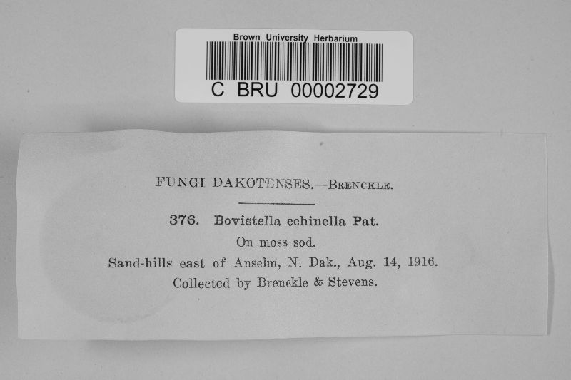 Bovistella echinella image