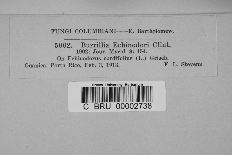 Burrillia echinodori image