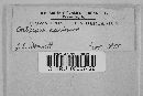 Media resource of Corticium macrosporum
