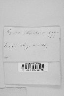 Lepiota cristata image