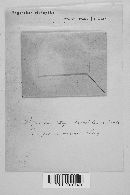 Lepiota cristata image