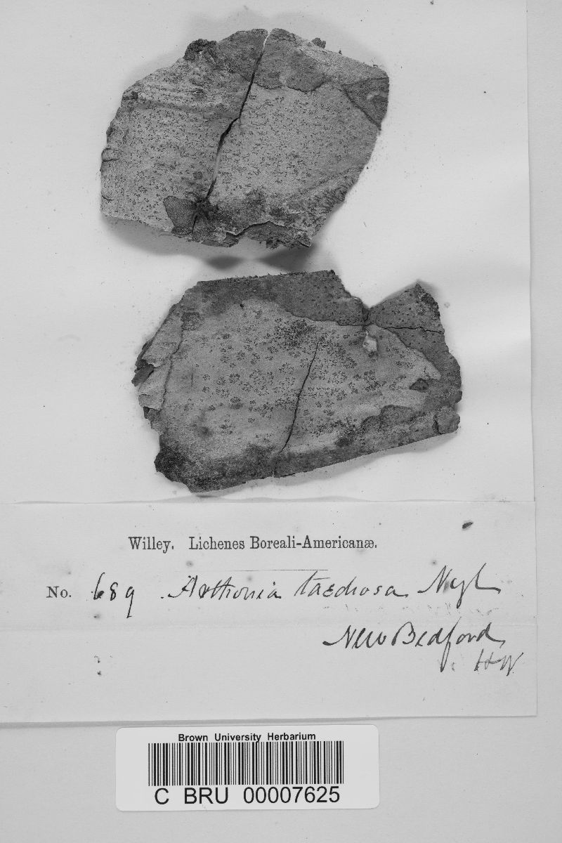 Arthonia taediosa image