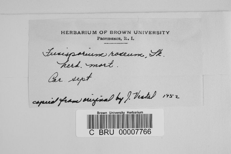 Fusisporium roseum image