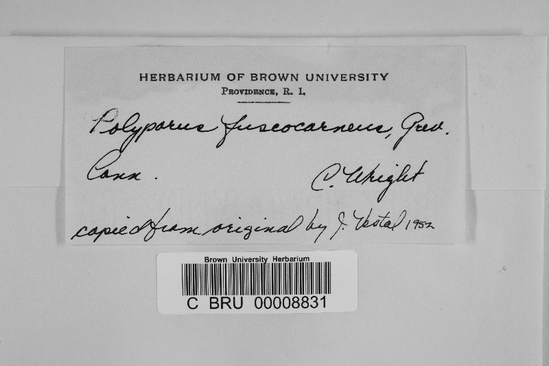 Polyporus fuscocarneus image