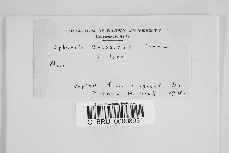 Sphaeria brassicae image