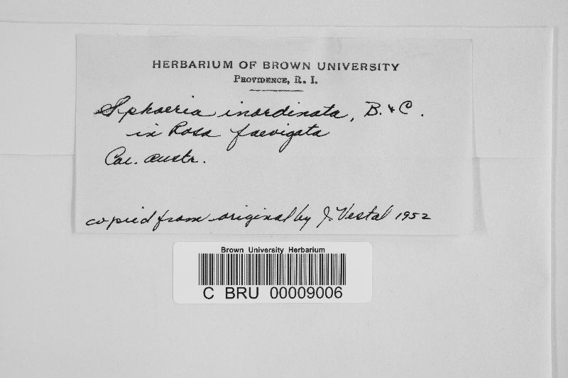 Sphaeria inordinata image