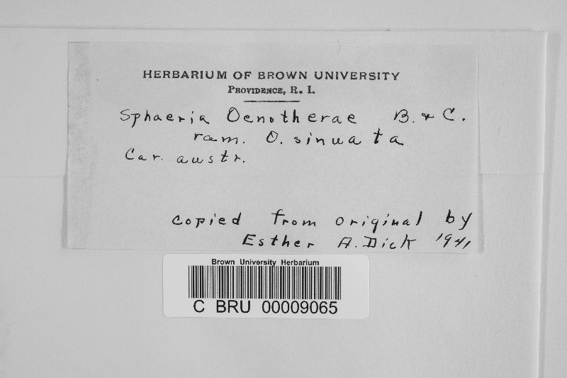 Sphaeria oenotherae image