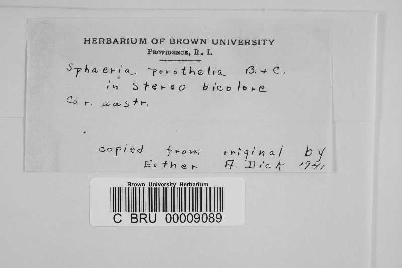 Sphaeria porothelia image