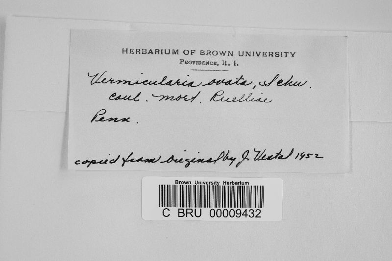 Vermicularia ovata image