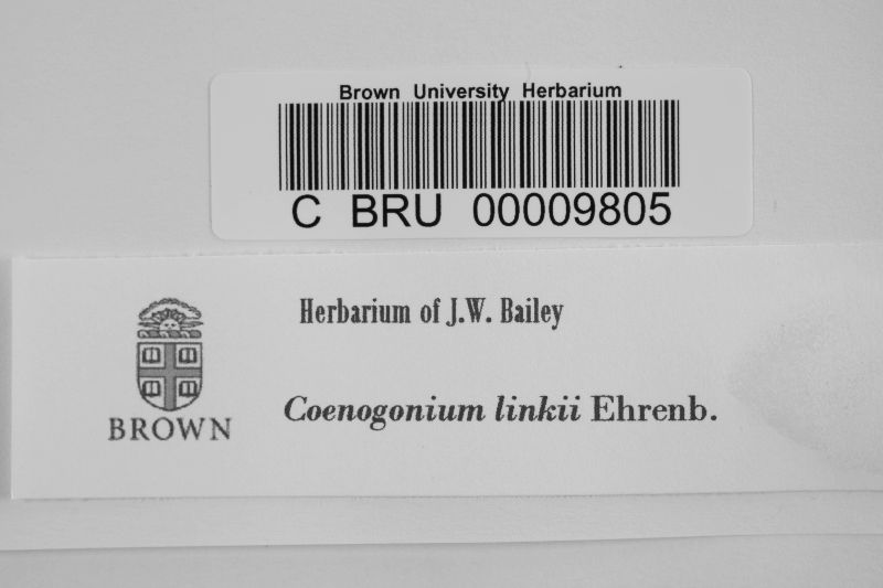 Coenogonium linkii image
