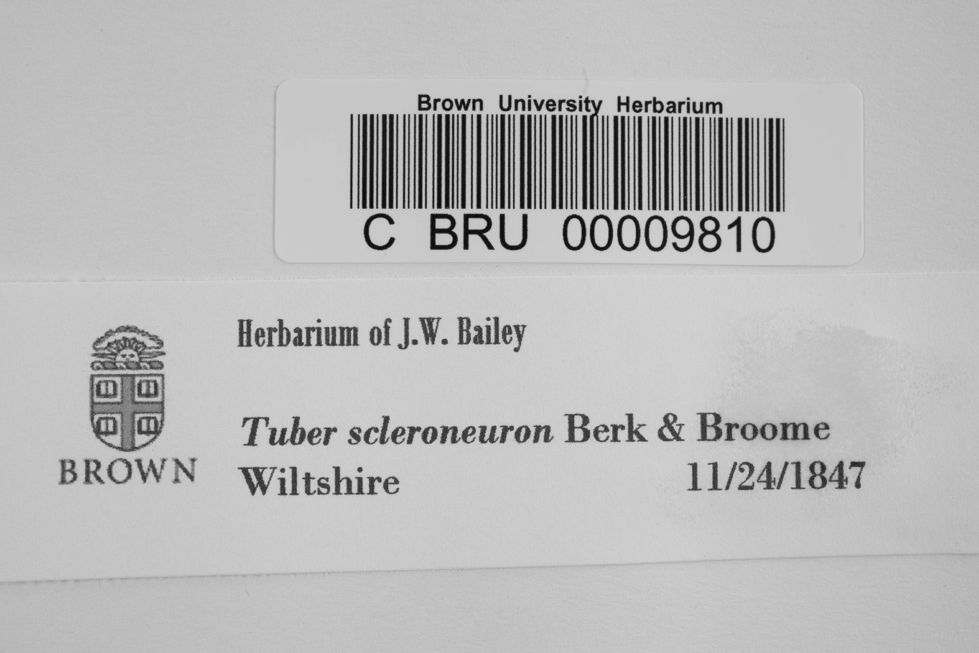 Tuber scleroneuron