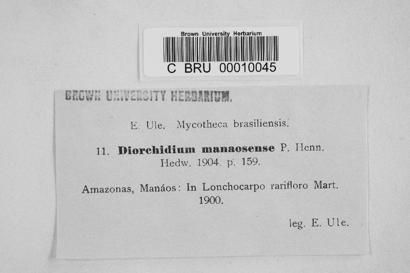 Dicheirinia manaosensis image