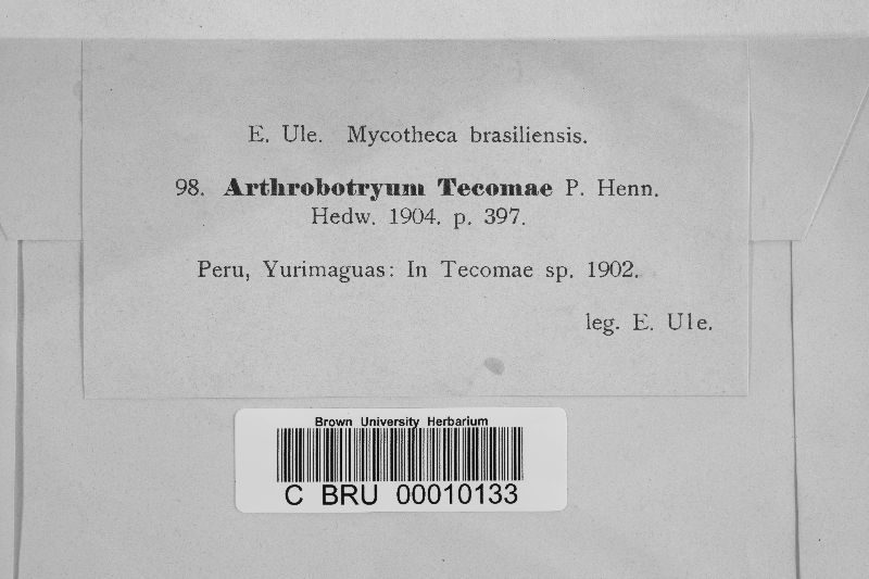 Arthrobotryum tecomae image