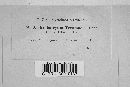 Media resource of Arthrobotryum tecomae