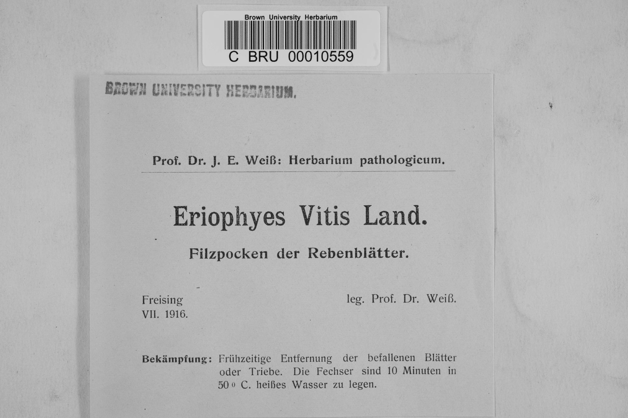Eriophyes vitis