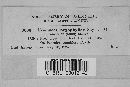 Uromyces argophyllae image