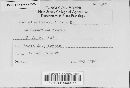 Aecidium ceanothi image