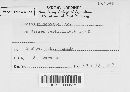 Aecidium nesaeae image