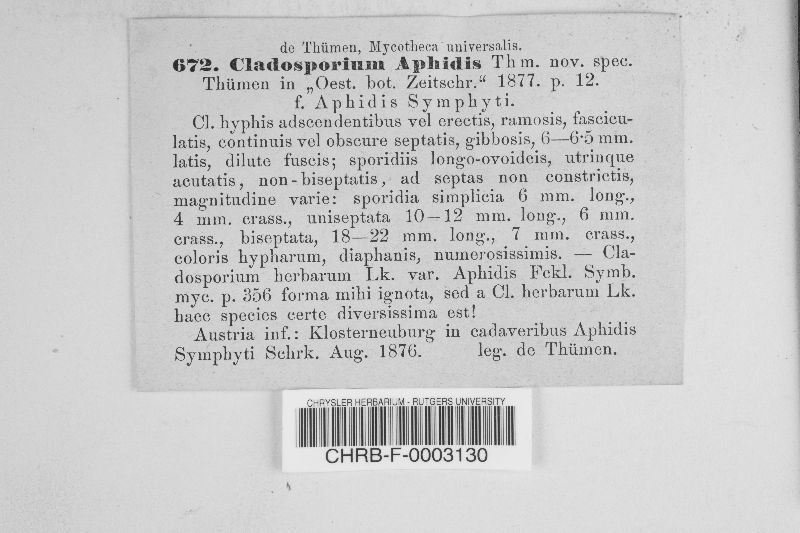 Cladosporium aphidis image