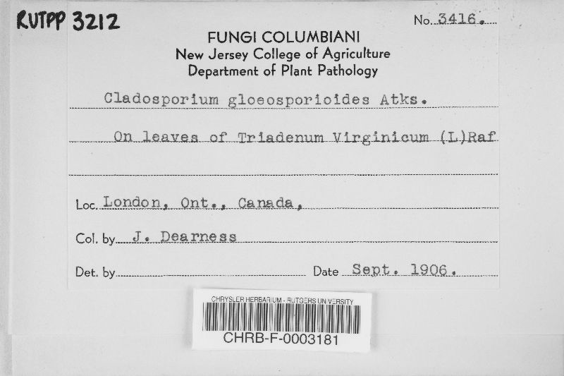 Cladosporium gloeosporioides image