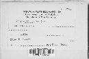 Ascocoryne sarcoides image